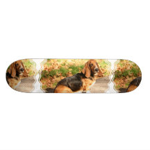 Basset Hound Sitting Skateboard