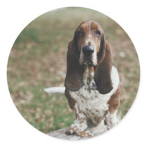 Basset Hound Sticker