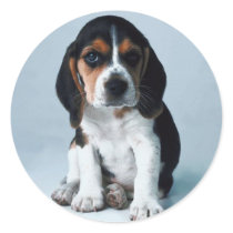 Basset Hound Sticker