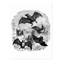 Bat Sketch Postcards