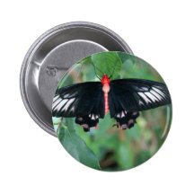 Bat Wing Butterfly Pins