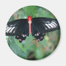 Bat Wing Butterfly Refrigerator Magnet