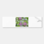 batchelor button bumper sticker