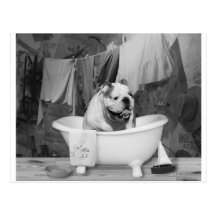 Bath time big fellow postcards