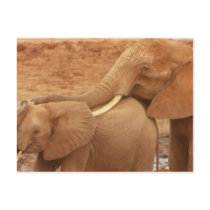 Bathing Baby Elephant Postcard