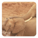 Bathing Baby Elephant Stickers