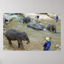 Bathing Elephants Chiang Mai Thailand Poster