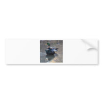 Bathing for Two Bumper Stickers