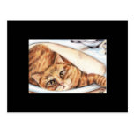 Bathtime (cat) ACEO Art Trading Card Post Cards
