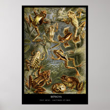Batrachia – Plate 68 - Kunstformen der Natur Print