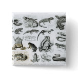 Batrachians and other Amphibia Pinback Button