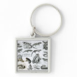 Batrachians and other Amphibia Key Chains