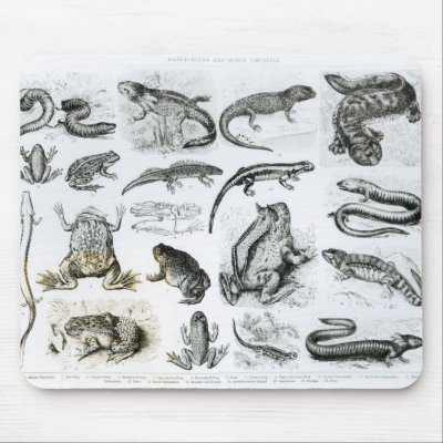 Batrachians and other Amphibia Mousepads by bridgemanart