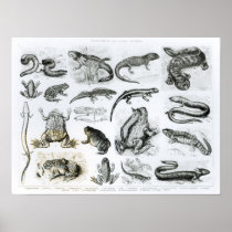 Batrachians and other Amphibia Poster