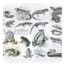 Batrachians and other Amphibia Square Sticker