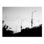 Bats over Austin Postcards