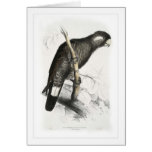 Baudin's Cockatoo cards