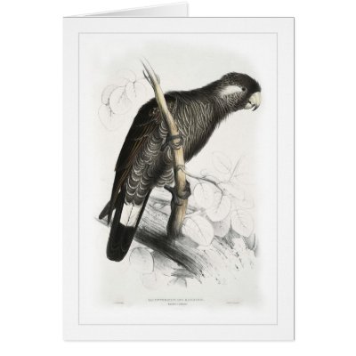 Baudin's Cockatoo Cards by Zoology_Boy