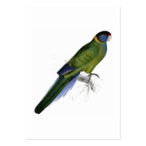 Bauer’s Parrakeet by Edward Lear Business Card Template