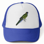 Bauer’s Parrakeet by Edward Lear hats