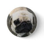 Bauwk ... Pug Dog ... Thailand