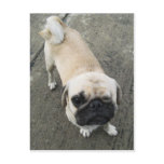 Bauwk ... Soi Dog, Thailand Postcard