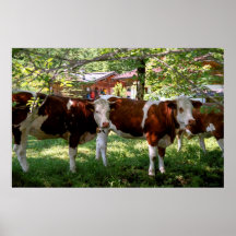 Bavarian Cows Print