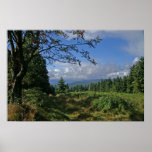Bavarian Forest Poster