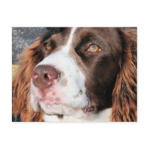 Baxter - English Springer Spaniel Photo-06