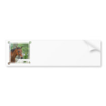 Bay Arab Horse Bumper Stickers
