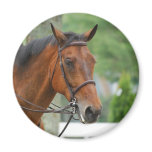 Bay Arab Horse Magnet