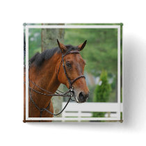 Bay Arab Horse Pin