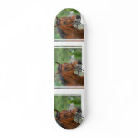 Bay Arab Horse Skateboard