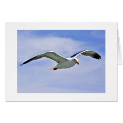 Bay Bird Cards by imagemosaic