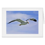Bay Bird cards
