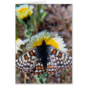 Bay Checkerspot Butterfly cards