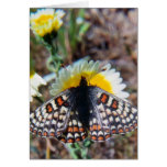 Bay Checkerspot Butterfly cards
