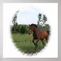 Bay Horse Canvas Print