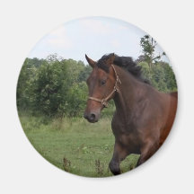 Bay Horse Magnet