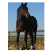 Bay Horse Postcard