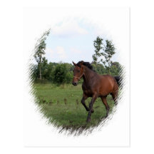 Bay Horse Postcard
