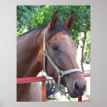 Bay Horse Print