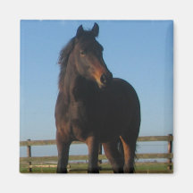 Bay Horse Square Magnet