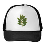 Bay leaf hats