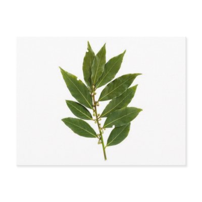 Bay leaf postcard by Kolnza_Healing