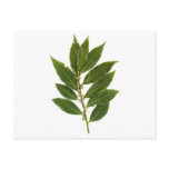 Bay leaf postcards