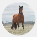 Bay Mare Sticker