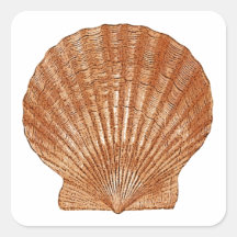Bay Scallop Shell Stickers