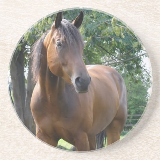 Bay Thoroughbred Horse Coasters