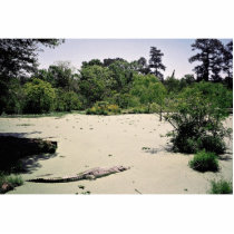 Bayou (swamp), Louisiana, USA Acrylic Cut Outs